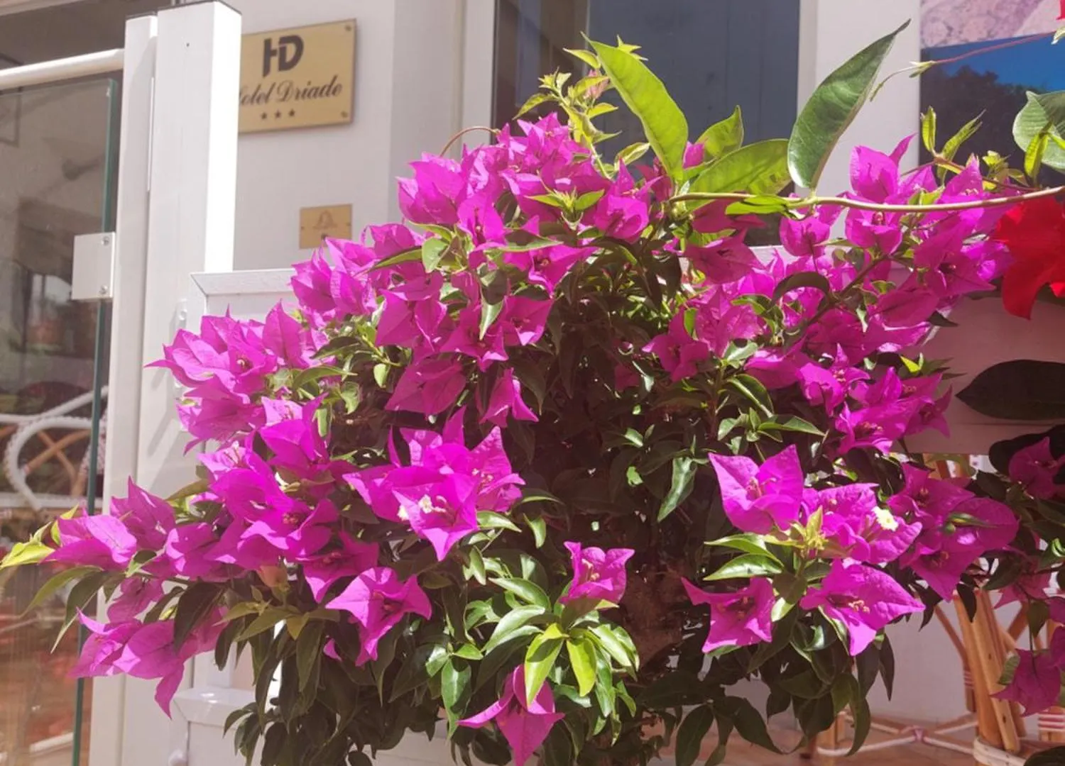 ***  Hotel Driade Sul Mare Rimini Italy